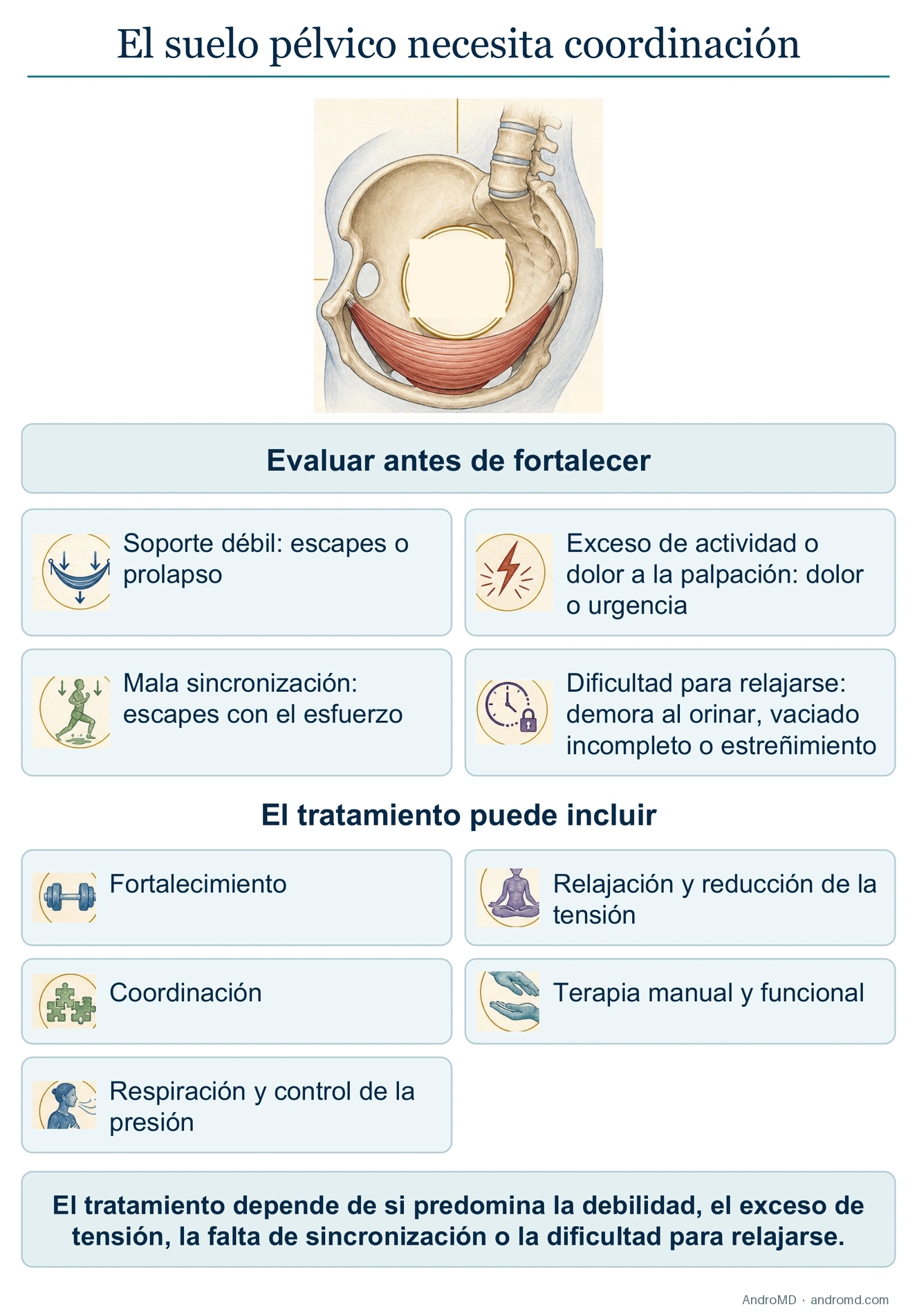 El suelo pélvico es un sistema de coordinación
